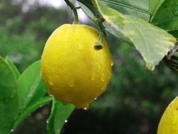 Describiendo la materia: color y forma Instructional Video