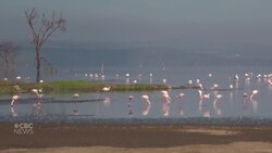 Flamingos on Lake Nakuru News Clip