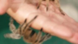 Are Tarantulas Poisonous? Instructional Video
