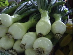 Clasificando a los seres vivos: clasificación a los cosas vivientes Instructional Video