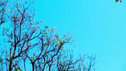 Branch on the blue sky background. Stock Footage