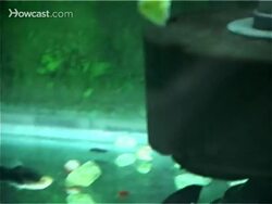 How to Cycle a Fish Tank Instructional Video