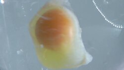 5 Egg Science Experiments Instructional Video