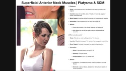 Superficial Neck Muscles & Identifying Structure Practice Instructional Video