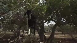 Goats graze in an argan tree Stock Footage