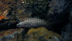 Sea eels in fish tank, Aquarium decoration. Stock Footage