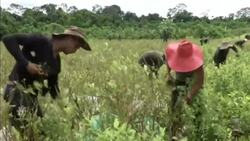 Pineapples for peace News Clip