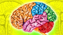 The Brain Parts Every Biology Student Needs to Know Instructional Video