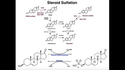 Sulfation of Steroids by Sulfotransferases [DHEA & Estrone] Instructional Video