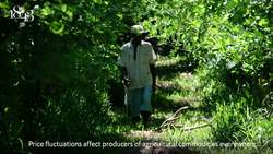 Why is vanilla so expensive? Instructional Video