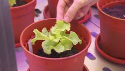 Gene Editing and the Future of Vegetables Instructional Video