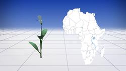 A third of African tropical plants risk extinction: Study Instructional Video