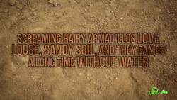 How Did You Get Here?! (Unexpected Ways Species Travel the World) Instructional Video