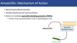 Amoxicillin | Bacterial Targets, Mechanism of Action, Adverse Effects | Antibiotic Lesson Instructional Video