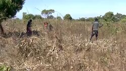 VOICED : Mice - popular delicacy turn saviour in virus-hit rural Malawi News Clip