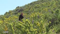 Chile's Atacama Desert turns into a flowery garden News Clip