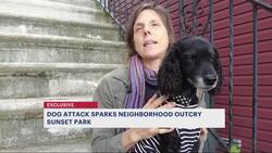 An 8-year-old Cockapoo named Fritz is on the mend after being attacked in Sunset Park News Clip