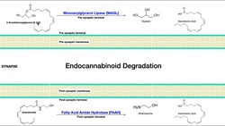 Endocannabinoids [Part 3] | Degradation of AEA & 2-AG Instructional Video
