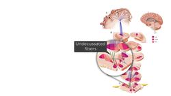 White matter Instructional Video