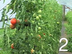 Our Precious Earth: Video Quiz Instructional Video