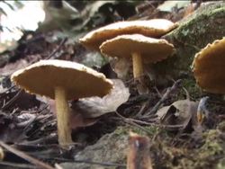 Fungi: Video Review Instructional Video