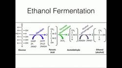 Ethanol Fermentation Regeneration of NAD Instructional Video