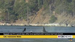Experts say it's a good sign, after orca spotted with 'salmon hat' last month News Clip