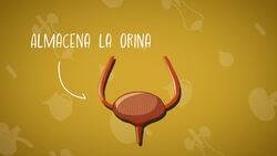 High Five Facts - Urinary System
 Choca Esos Cinco - Sistema Urinario Instructional Video