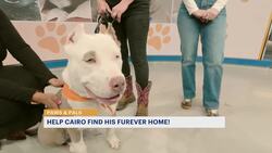 Paws and Pals: Cairo is a gentle giant who need a new home News Clip