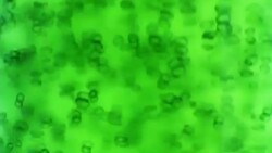 Photobioreactor in Algae fuel biofuel industry . Stock Footage