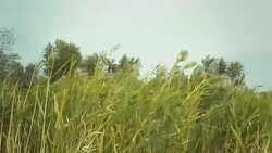 strong wind outdoors Stock Footage