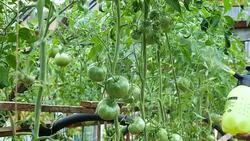 Liquid top dressing of tomatoes in a greenhouse. Stock Footage