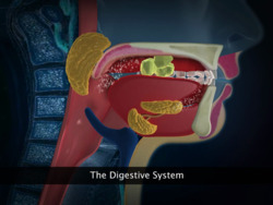 Digestive System-Earthworm, Cockroach and Frog Instructional Video