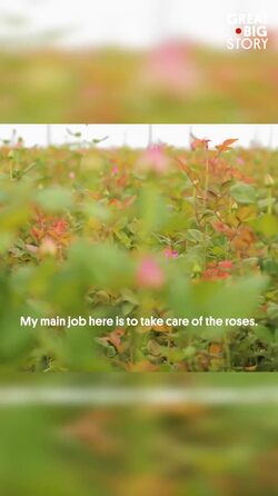 Kenya’s rose production, a blooming industry in Lake Naivasha Instructional Video