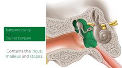 Introduction to the ear Instructional Video