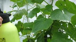 Liquid top dressing of cucumbers in a greenhouse. Stock Footage