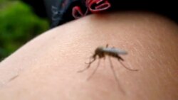 Biological Vectors Instructional Video