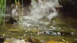 Clean creek in the forest near the waterfall. Stock Footage