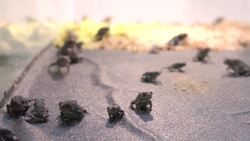 The Incredible Life Cycle of the Houston Toad Instructional Video