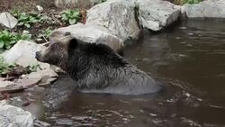 Grizzly Bear Stock Footage