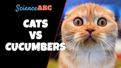 Cats Vs. Cucumbers: Why Are Cats Scared Of Cucumbers? Instructional Video