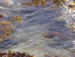 Exploring Marine Biomes: Ocean Zones Instructional Video