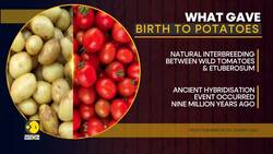 Study uncovers 9-million-year-old origin of potatoes, study reveals potato's secret tomato heritage News Clip