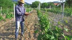 Man with hat or vintner spraying pesticides on vineyard Stock Footage