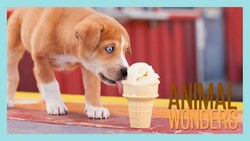 Freeze the Food! Instructional Video