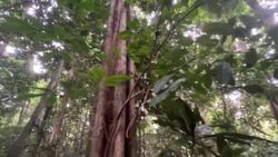 CLEAN : STOCKSHOTS: gorillas and the Campo Ma'an National Park in Cameroon News Clip