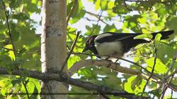 Animal Dreams! What Birds, Rats and Dogs Might Think About While Snoozing Instructional Video