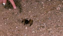 Dangerous Desert Dweller?! Instructional Video