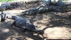 I WONDER - What Is The Difference Between A Crocodile And An Alligator? Instructional Video