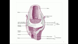 KINE 3135 Biomechanics of Joints Instructional Video